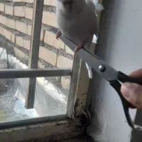 حراج|حراج|چناران, |دیوار