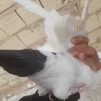 دم سیاه کلاهی و کوسه عتیقه|پرنده|کرمان, |دیوار