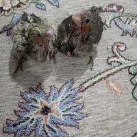 جوجه عروس|پرنده|پاکدشت, پاکدشت (مامازند)|دیوار