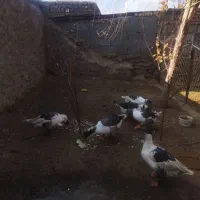 غاز خودمانی|حیوانات مزرعه|ملایر, |دیوار