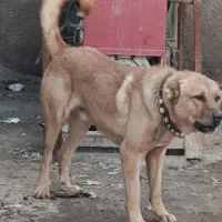 سگ پژدر|سگ|خرمآباد, |دیوار