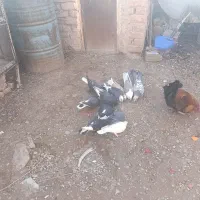 کبوتر|پرنده|زرند, |دیوار