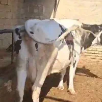 ۲ عدد گاو حذفی  حدود ۵۵۰ کیلو|حیوانات مزرعه|شیراز, پانصد دستگاه ارتش|دیوار