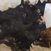 تاقچه گلپایگان 105روزه مرغ خروس سیاه  جوجه جهادی|حیوانات مزرعه|مشهد, وکیل‌آباد|دیوار