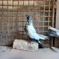 کفتر خالگرد|پرنده|شهرکرد, |دیوار