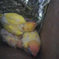 طوطی برزیلی مولد فیشر