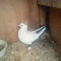 نروماده دم سیاه۸تا|پرنده|قم, دورشهر|دیوار