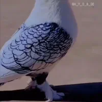 کبوتر