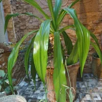 گل ذرتی شاداب. چهارتا بچه هم دارد