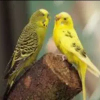مرغ عشق