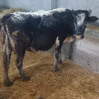 گاو شیری با گوساله نر