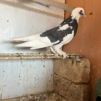 کبوتر کفتر پرنده|پرنده|خاوران, |دیوار