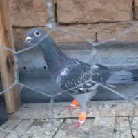 کفتر غریب گیری