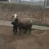 گوسفند|حیوانات مزرعه|سیمین شهر, |دیوار