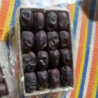 خرمایی درجه یک باغ دشت بم|خوردنی و آشامیدنی|بم, |دیوار