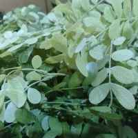 گل و گیاه مصنوعی|گل مصنوعی|اهواز, کوروش|دیوار