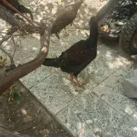 جوجه لاری