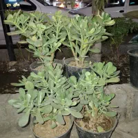 گل وگیاه طبیعی