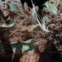 نخل قطع شده|خوردنی و آشامیدنی|شیراز, سایت اداری|دیوار