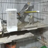 جوجه عروس|پرنده|اراک, |دیوار