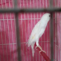 قناری رسمی نر سالم وخانا