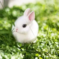 فروش عمده بچه خرگوش انواع نژاد