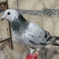 کفتر پرشی سار چینی سوسکی شامی