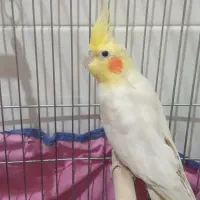 پرنده|پرنده|محمدیه-قزوین, |دیوار