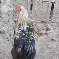 خروس|حیوانات مزرعه|رستمآباد, |دیوار