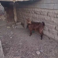 دو راس میش جوان و یک عدد بز جوان|حیوانات مزرعه|گناباد, |دیوار