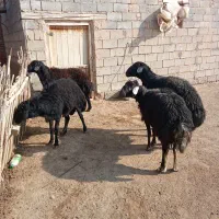 فروش قوچ سیاه