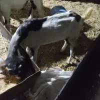 بز ماده|حیوانات مزرعه|باوی, |دیوار