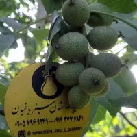 فروش انواع رقم نهال با پرداخت بیعانه جزیی