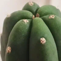 کاکتوس سن پدرو