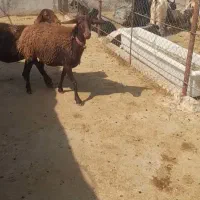 میش افشاری
