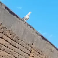 کفتر شامی|پرنده|سلامی, |دیوار