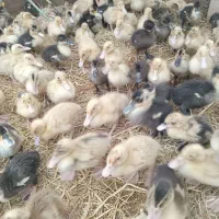 ۱۵۰۰ عدد جوجه اردک پکنی درجه ۱|حیوانات مزرعه|تولم شهر, |دیوار