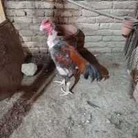 خروس لاری