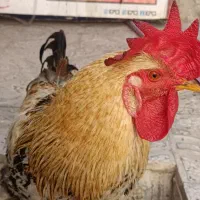 خروس|حیوانات مزرعه|شیراز, سیاه سنگ|دیوار