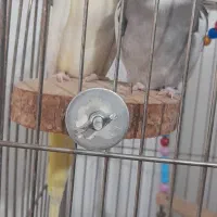 عروس هلندی مولد همراه دوجوجه