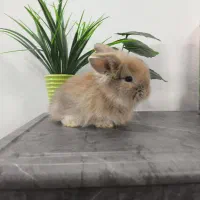 بچه خرگوش مینی لوپ لپ مینیاتوری اموزش دیده|موش و خرگوش|مشهد, هفده شهریور|دیوار