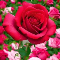 جویای کار هستم