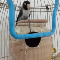 کوتوله نقابدارمشکی|پرنده|کرباسک, |دیوار