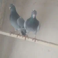 جفت گجله|پرنده|مراغه, |دیوار