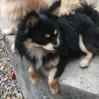 پامر روباهی بلک ان تن  رنگ کمیاب نر|سگ|رشت, حومه رشت|دیوار