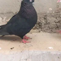 کفترنروماده وجوجه