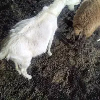 بز سانن جوان|حیوانات مزرعه|آبیک, |دیوار