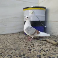 سه تا نر پرشتی چوب هرده.