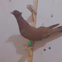 کفتر بوم پرشی
