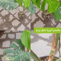 مانسترا تای ابلق کنتیا مارانتا نیکولای لیدی دیفن|گل و گیاه طبیعی|مشهد, شهرک صنعتی توس|دیوار